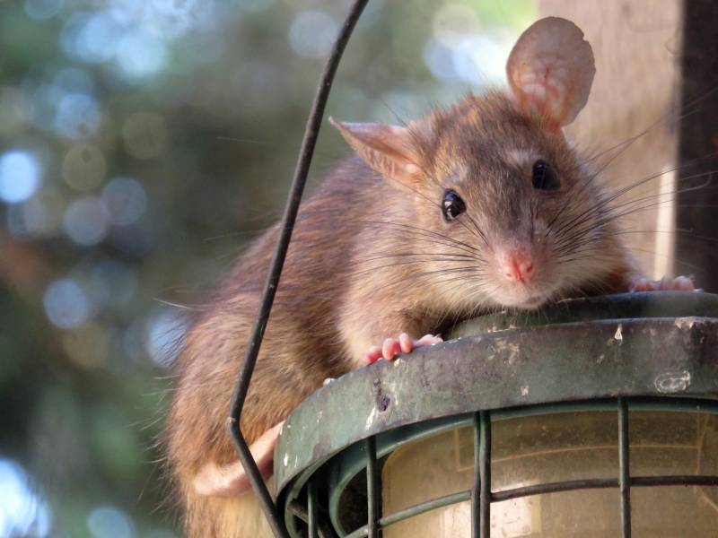 Produits naturels pour éloigner les rats du jardin à Manosque ou comment mettre en place une solution de dératisation sur mesure et durable