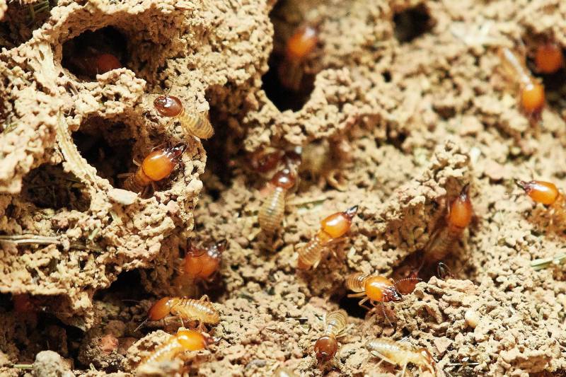 Comment traiter efficacement une charpente infestée par les termites avec un traitement des bois sur mesure pour votre maison située à Sisteron