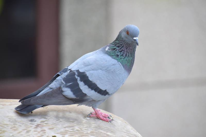 Quel est le prix moyen pour une intervention de dépigeonnage à Aix-en-Provence afin d'installer des pics anti-oiseaux sur vos rebords de fenêtres ?