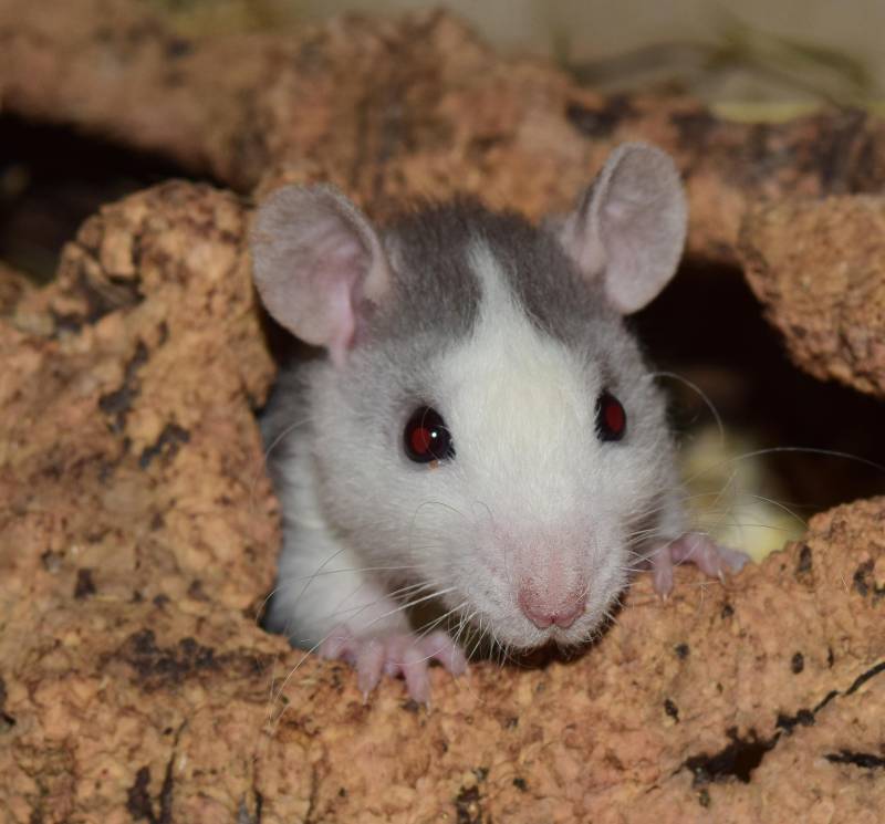 Dératisation et extermination de rats à Aix-en-Provence : prix d'un traitement professionnel pour éliminer les souris en urgence