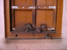 Notre zone d'activité pour ce service Intervention de dératisation d’urgence à Aix-en-Provence en région PACA 13 : sécurisation rapide des locaux après détection de rats ou souris